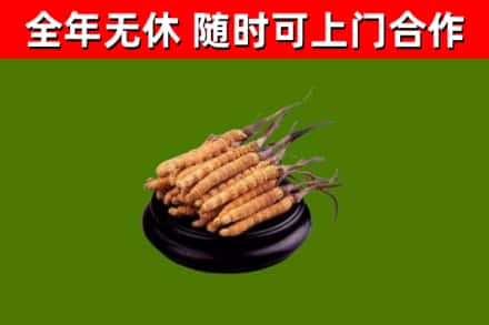 防城港回收散虫草