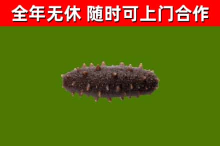 防城港回收海参干